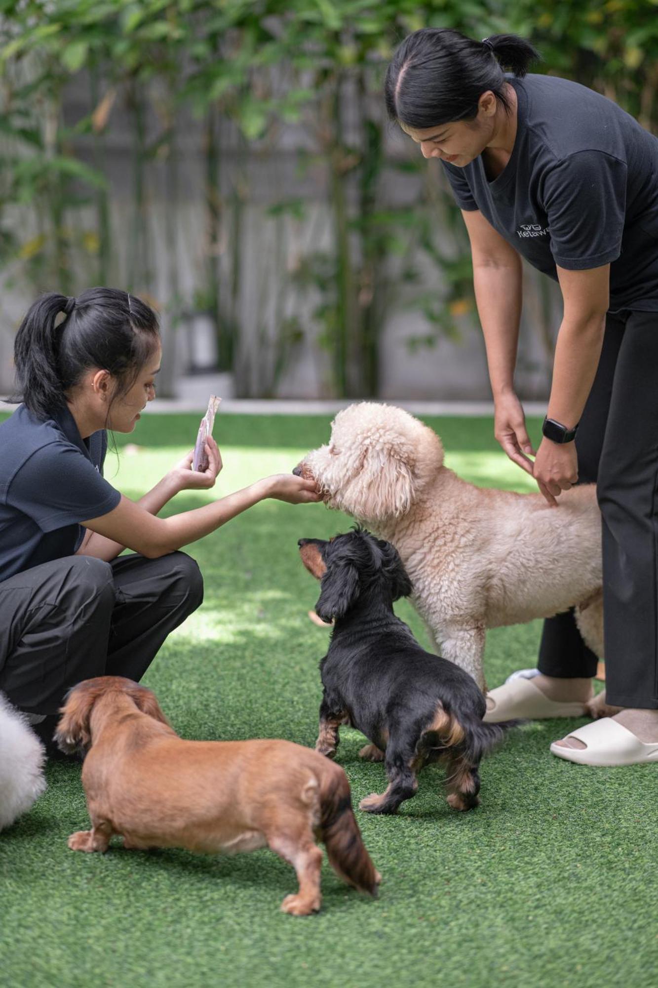 Ketawa Pet Friendly Hotel Chiang Mai Dış mekan fotoğraf